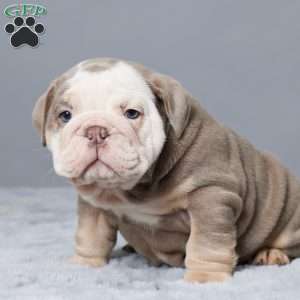 CHELSEA, English Bulldog Puppy